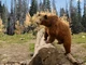 Grizzly Bear Climbing Over Old Log In Autumn Woods in Montana