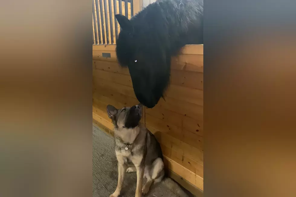 Happiness is Watch Horse and Dog Best Friends Just Hanging Out