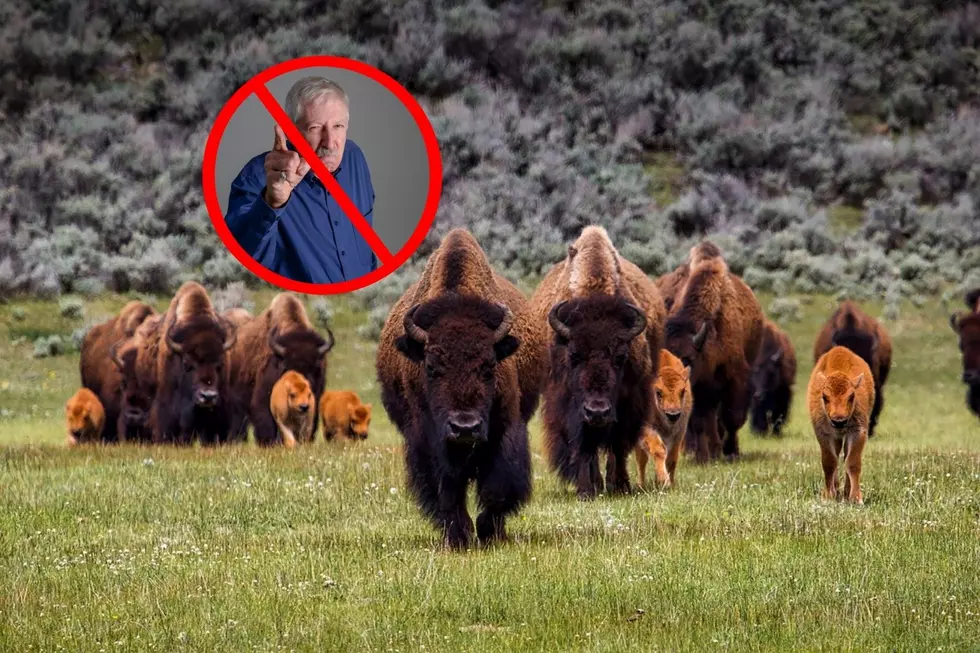 Wyoming Does Not Have Any Buffalo, And Other Myths