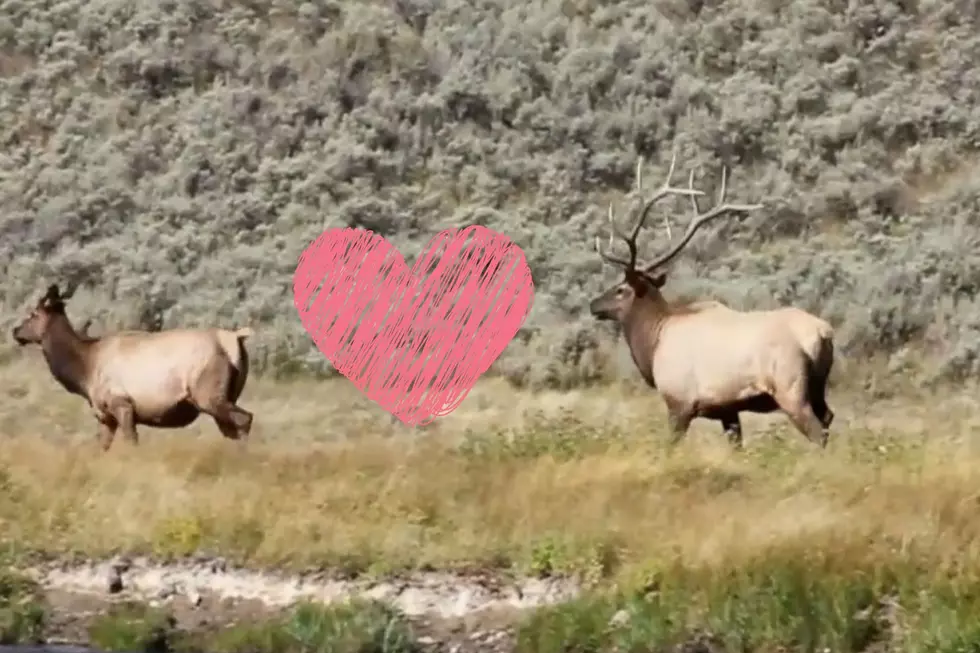 Elk Rut Featured