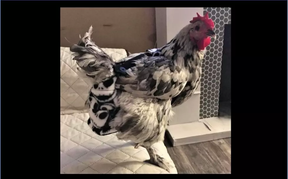 Pet Chicken Gets Groundbreaking Surgery at Colorado State