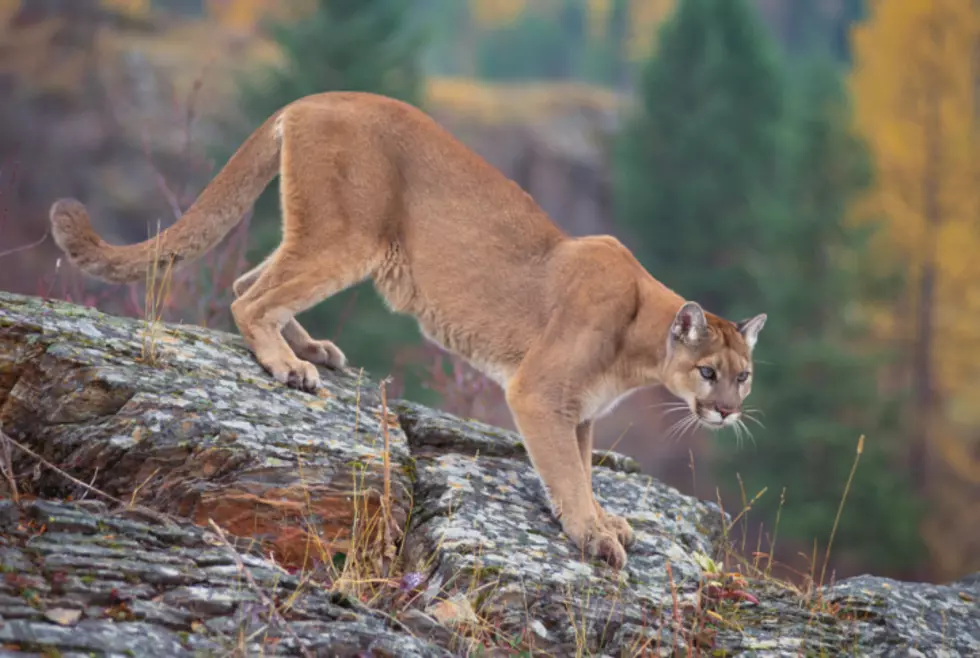 How Many Mountain Lions Are in Wyoming?