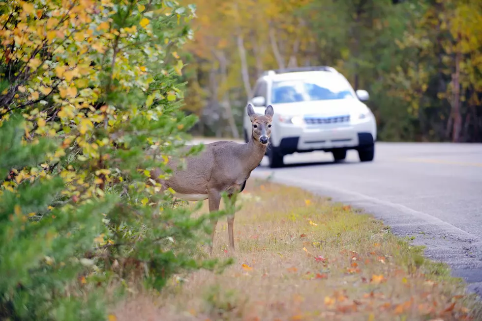 LISTEN: Music to Jam Out to While Frying Up Your Roadkill